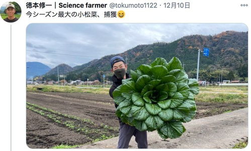 日本小哥种出巨型油菜,是普通油菜的200倍 网友 打扰它成精了
